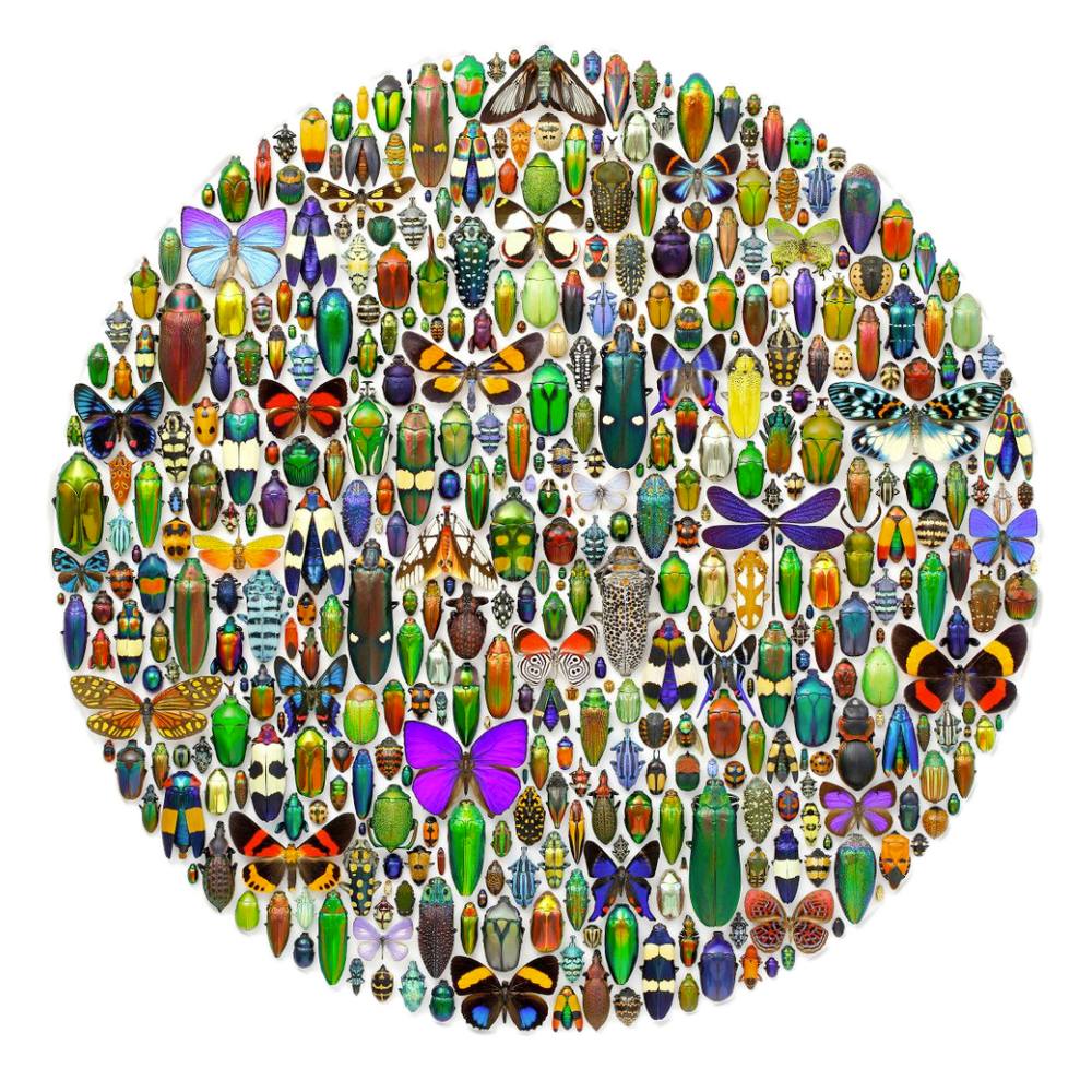 Christopher Marley: Macrocosm