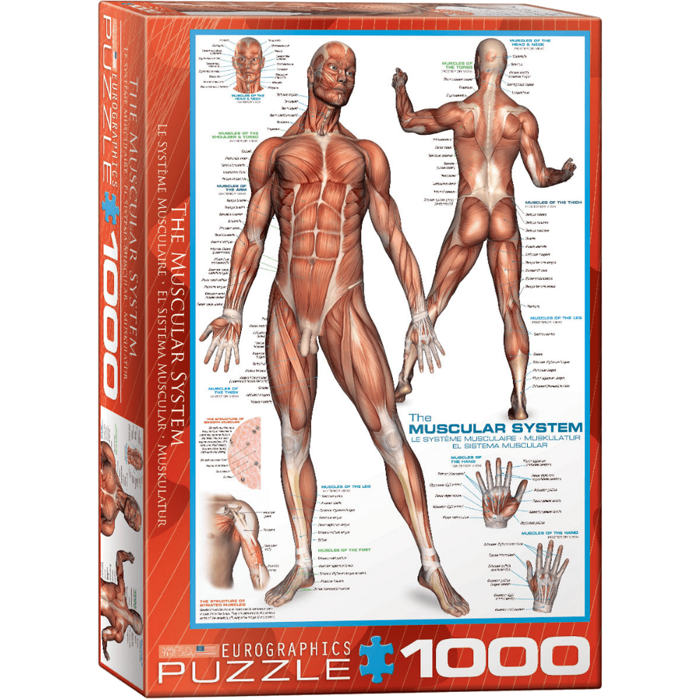 The Muscular System 1000 piece jigsaw puzzle box