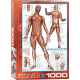 The Muscular System 1000 piece jigsaw puzzle box