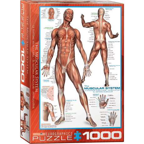 The Muscular System 1000 piece jigsaw puzzle box