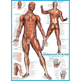 The Muscular System 1000 piece jigsaw puzzle artwork