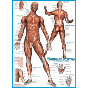 The Muscular System 1000 piece jigsaw puzzle artwork
