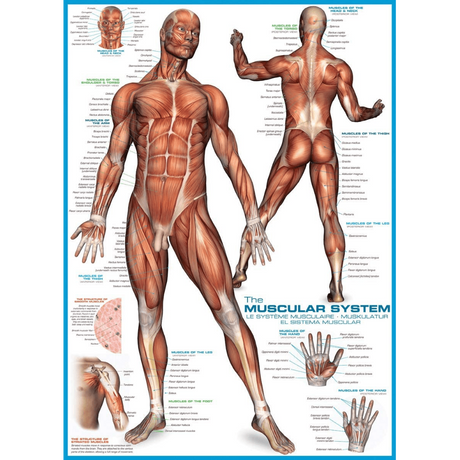 The Muscular System 1000 piece jigsaw puzzle artwork