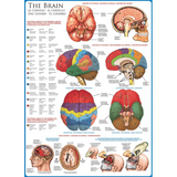 The Brain jigsaw puzzle artwork
