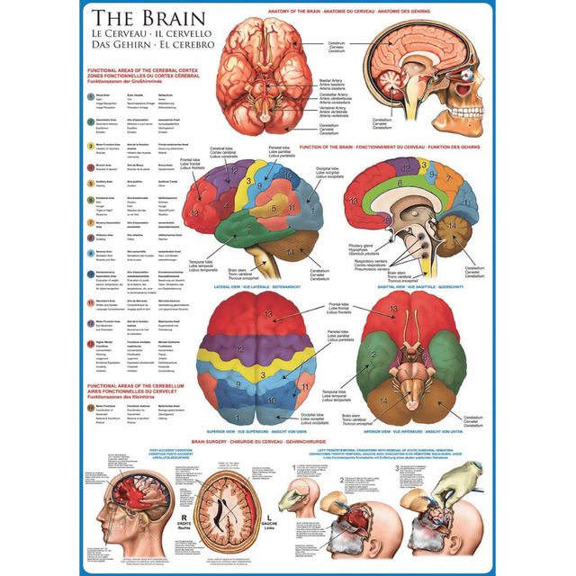 The Brain jigsaw puzzle artwork