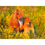 Shetland Pony