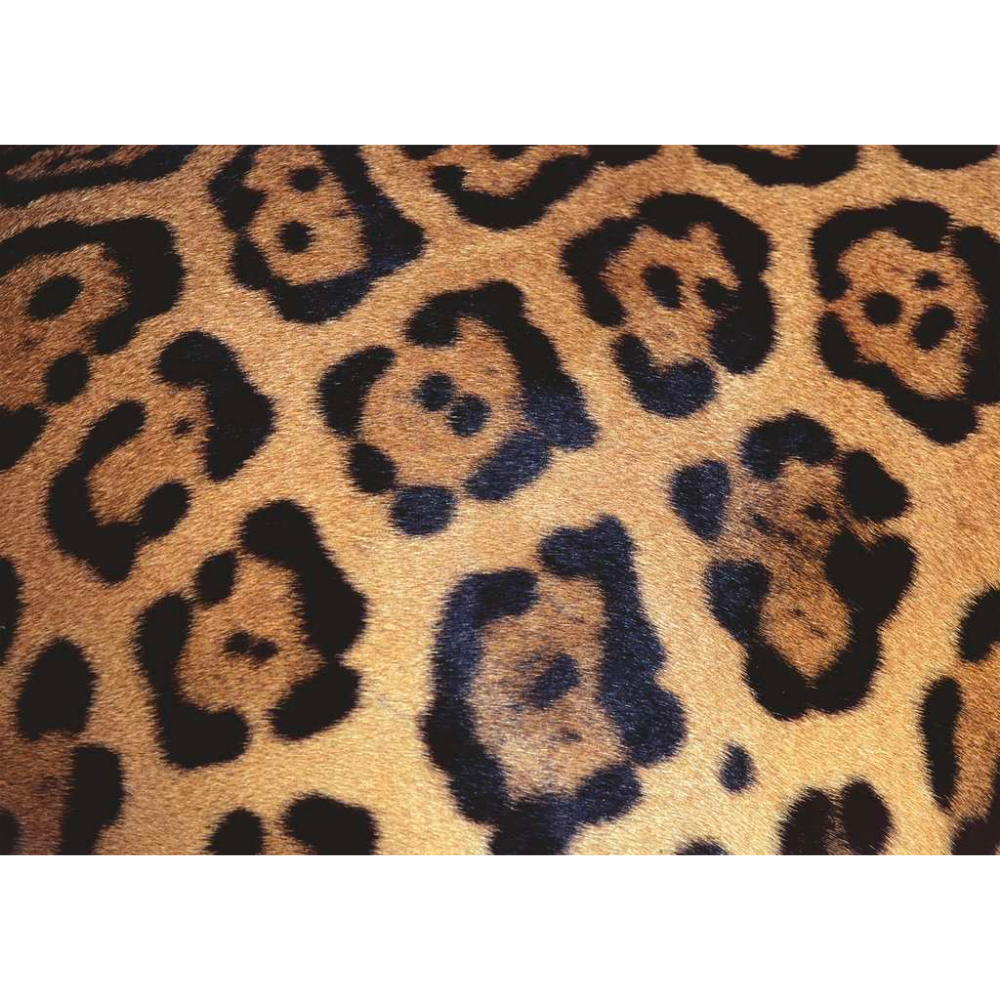 Challenge: Animal Print