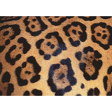 Challenge: Animal Print