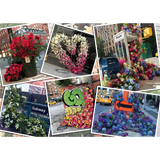 New York City Flower Flash