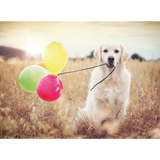 Balloon Party