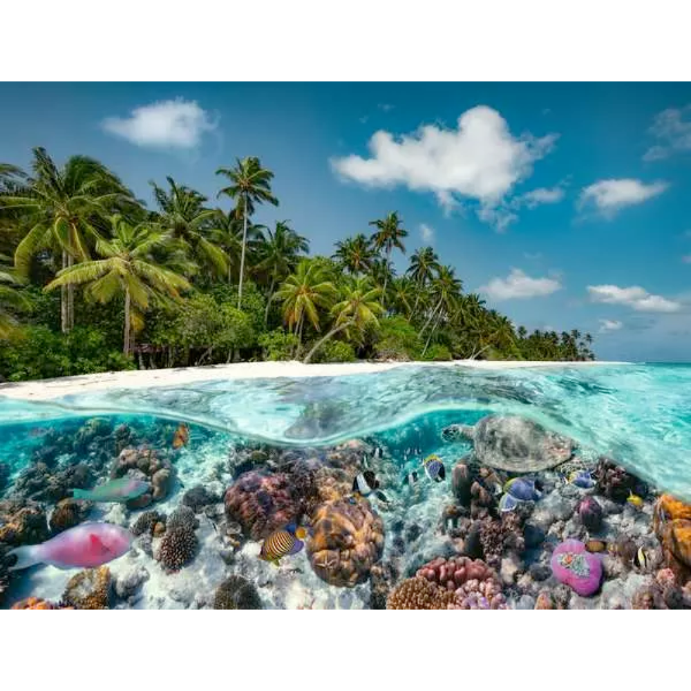 A Dive in the Maldives