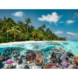 A Dive in the Maldives