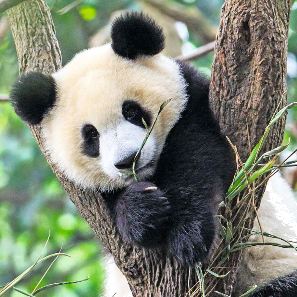 Wildlife