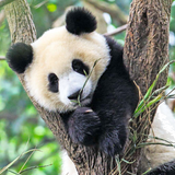 Wildlife