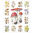 Alexander Viazmensky: Mushrooms - Thirsty Meeples