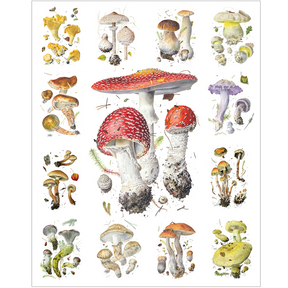 Alexander Viazmensky: Mushrooms - Thirsty Meeples