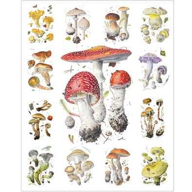 Alexander Viazmensky: Mushrooms (1000 Pieces)