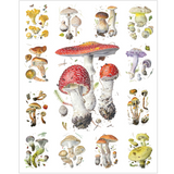 Alexander Viazmensky: Mushrooms