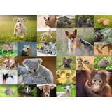 Baby Animals