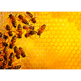 Ravensburger Challenge Bees adult puzzle featuring a colorful honeybee design and intricate puzzle pieces.