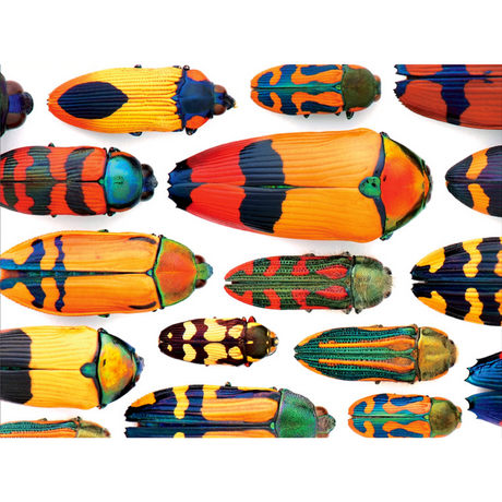 Christopher Marley: Beautiful Beetles - Thirsty Meeples