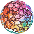 Circle of Colours: Seashells - Thirsty Meeples
