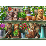 Cats on the Shelf