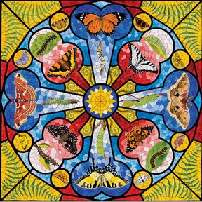 David Cohen: Butterfly Rose Window - Thirsty Meeples