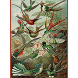 Ernst Haeckel: Hummingbirds