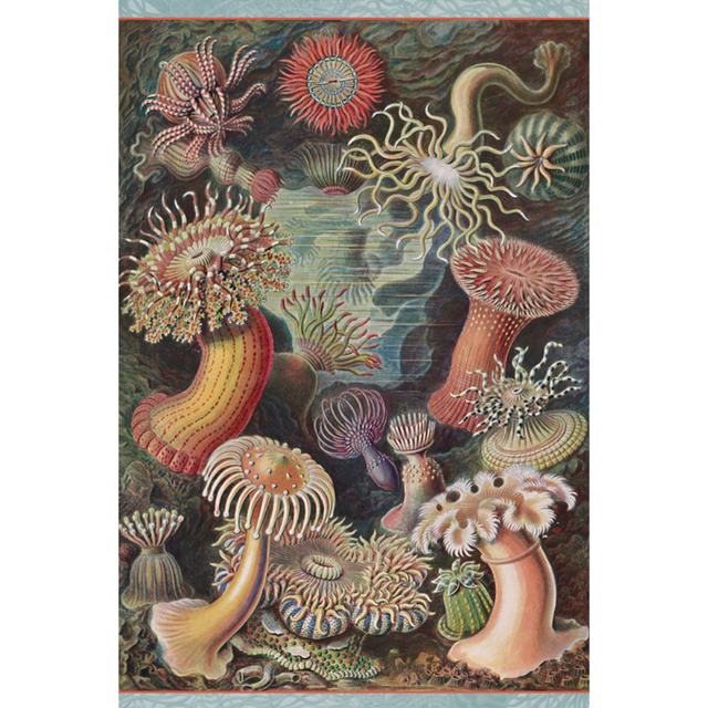 Ernst Haeckel: Sea Anemones - Thirsty Meeples