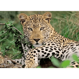 Exotic Animal