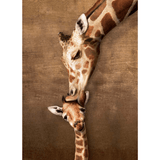 Giraffe Mother's Kiss (1000 Pieces)
