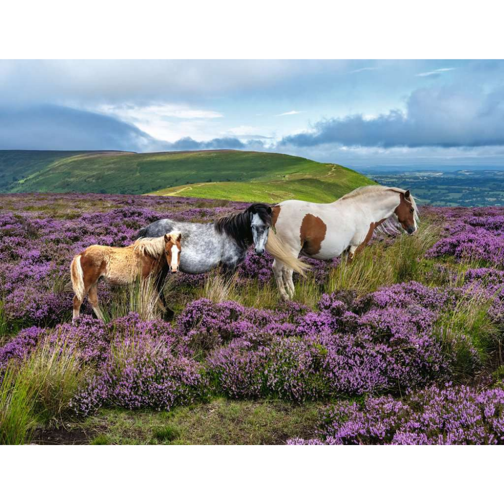 Wild Horses in the Heather