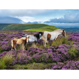Wild Horses in the Heather