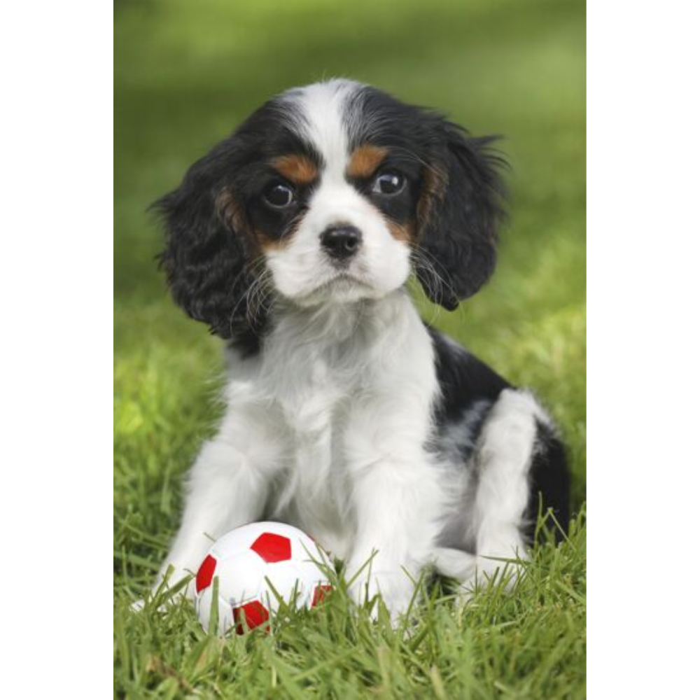 My Cutest Baby Animals