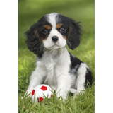 My Cutest Baby Animals