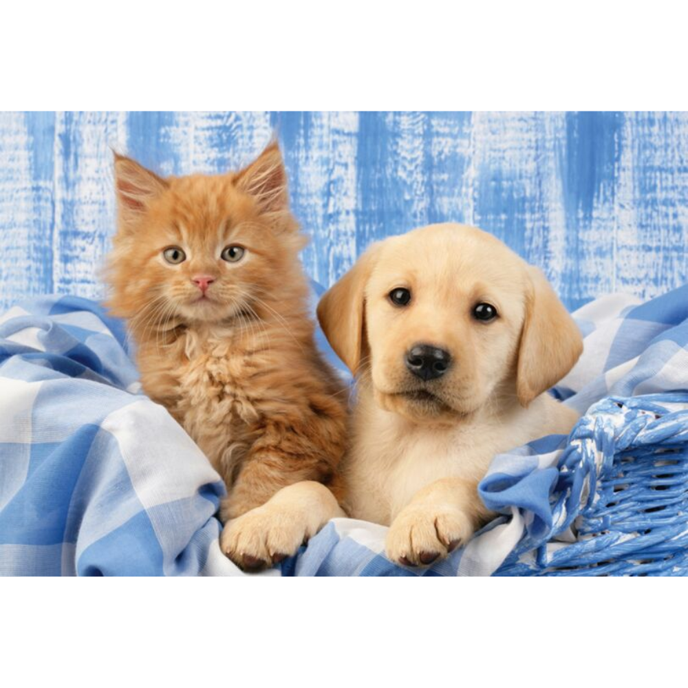 My Cutest Baby Animals