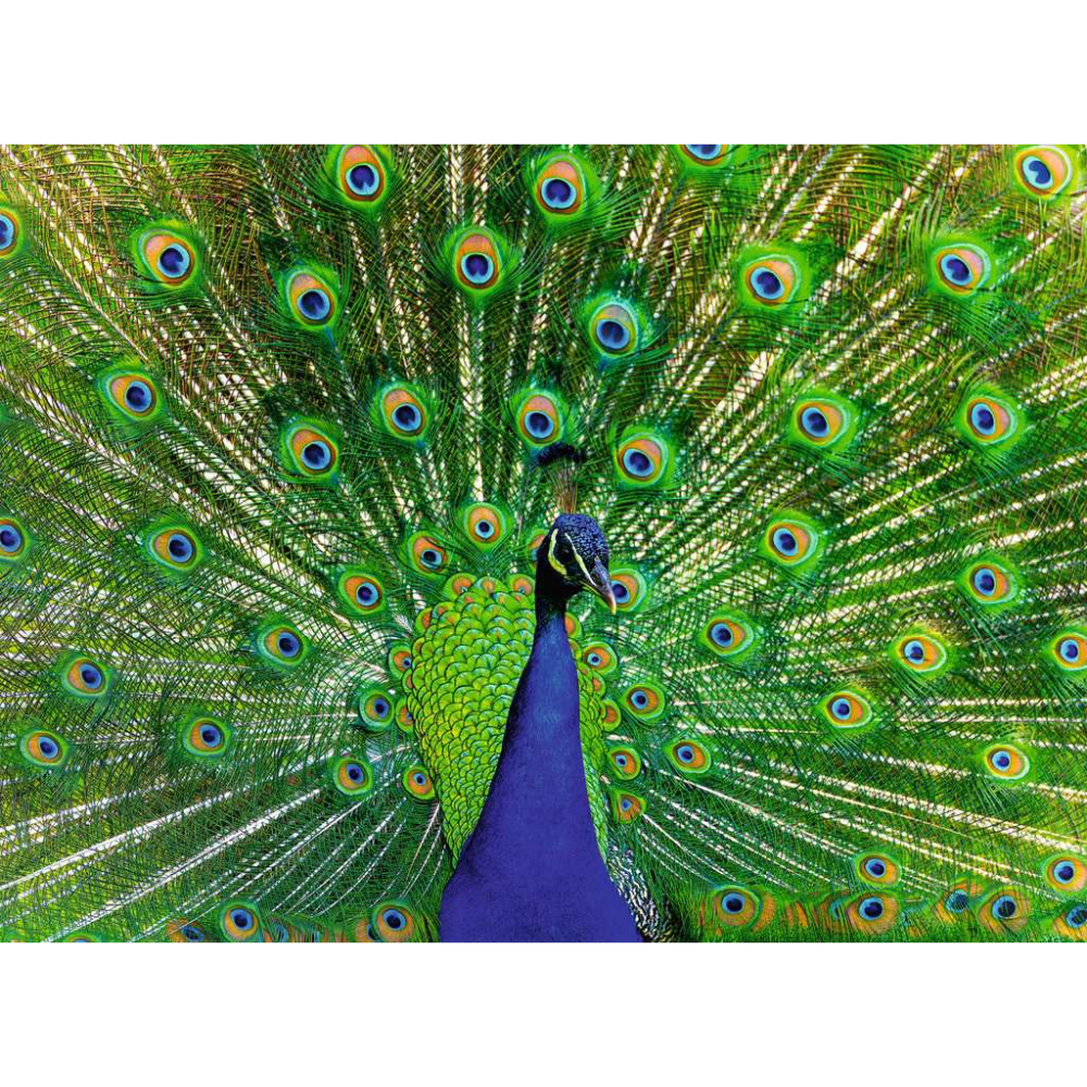 Peacock