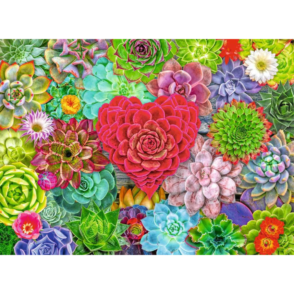 Succulent Love