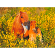 Children's puzzle featuring a Shetland Pony by Ravensburger, colorful image of the pony with a grassy background and playful details.