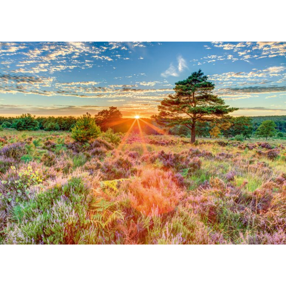 Sunset on the Heath