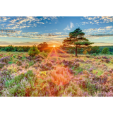 Sunset on the Heath