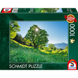 Sycamore Maple in the Sunlight