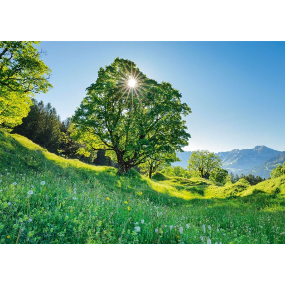 Sycamore Maple in the Sunlight