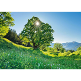 Sycamore Maple in the Sunlight