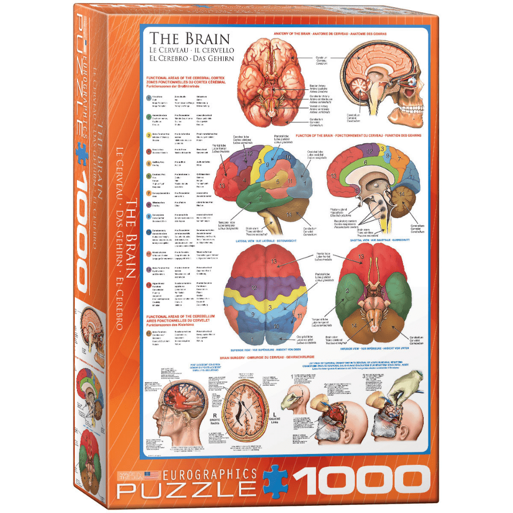 The Brain (1000 Pieces)