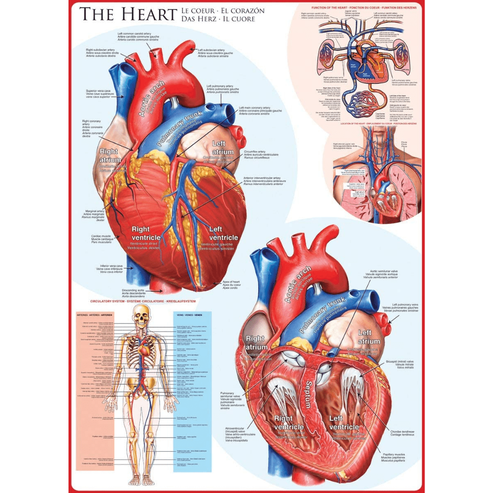 The Heart (1000 Pieces)