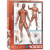 The Muscular System (1000 Pieces)