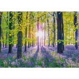 Tranquil Bluebell Woods