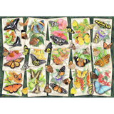 Tropical Butterflies